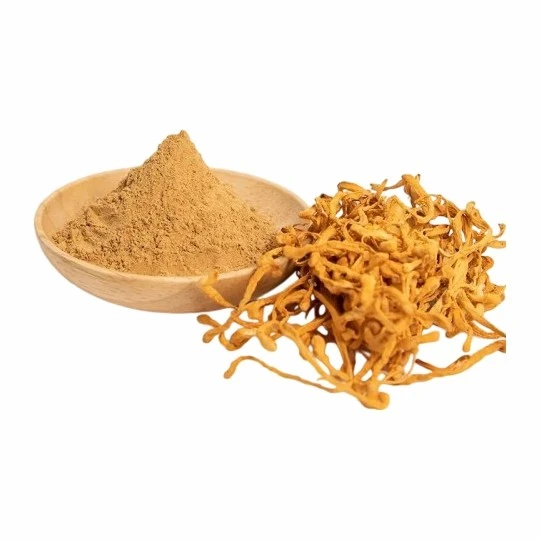 Cordyceps Militaris Fungus Powder factory